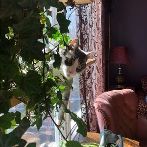 Meet your Posher, Allison